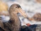 Southern giant petrel at carcass of southern elephant seal pup on Sea Lion Island. Falkland Islands Art Print